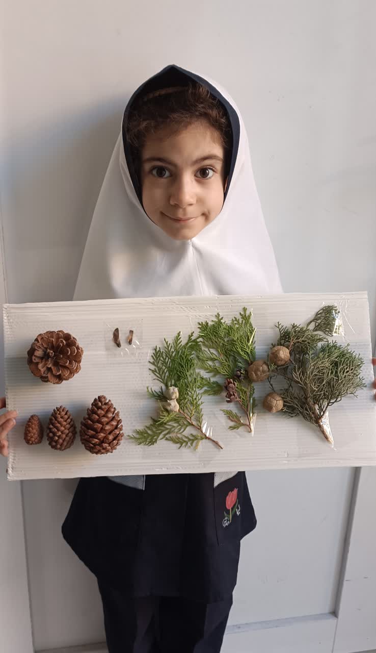 درخت کاج و میوه و دانه آن